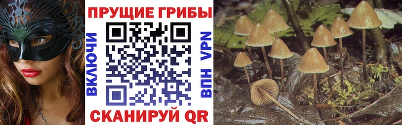 Псилоцибиновые грибы Psilocybe  OMG как зайти  Заволжск 